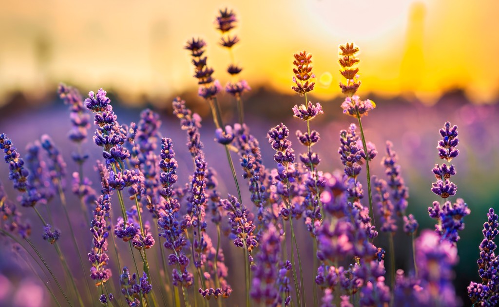 lavanda-chá-natural