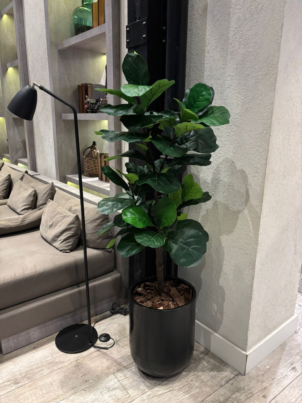 Ficus Single 1.5M para hotel - Bolton Family Junio 2026