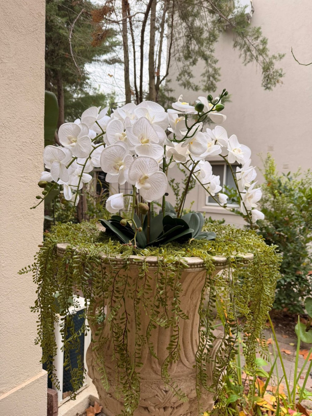 Orqu&iacute;dea Blanca 70cm - Bolton Family Junio 2026