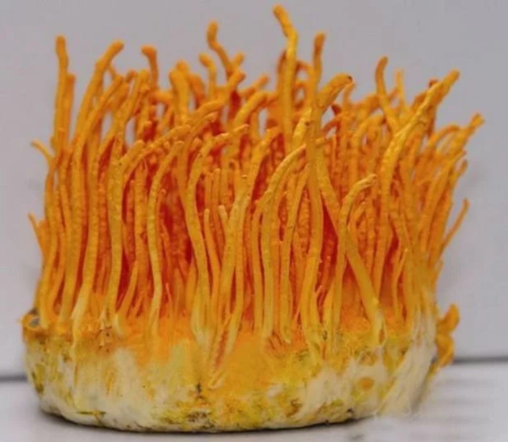 Cordyceps Militaris
