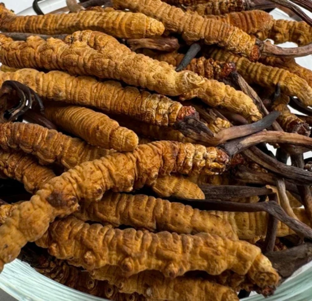 Cordyceps cultivado
