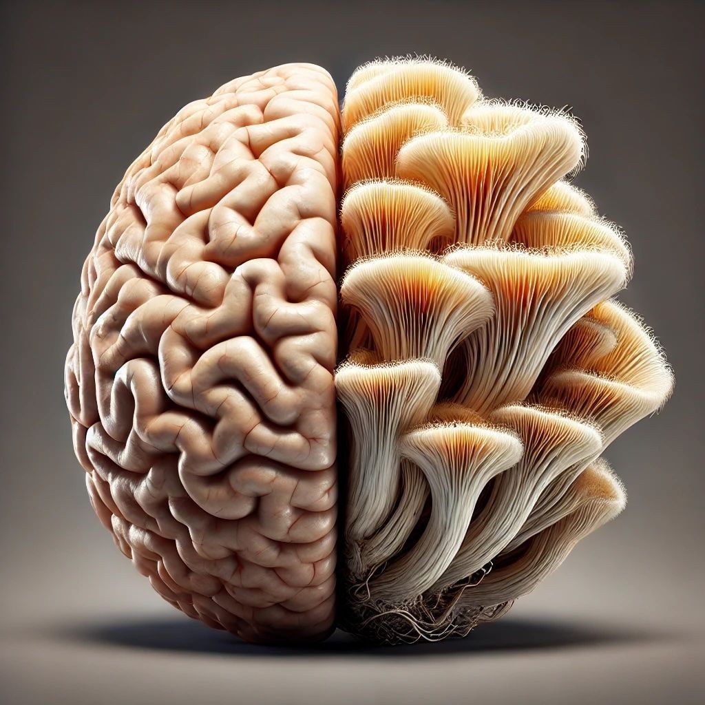 Melena de leon y cerebro