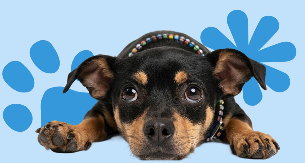 Perro con huella azul de fondo
