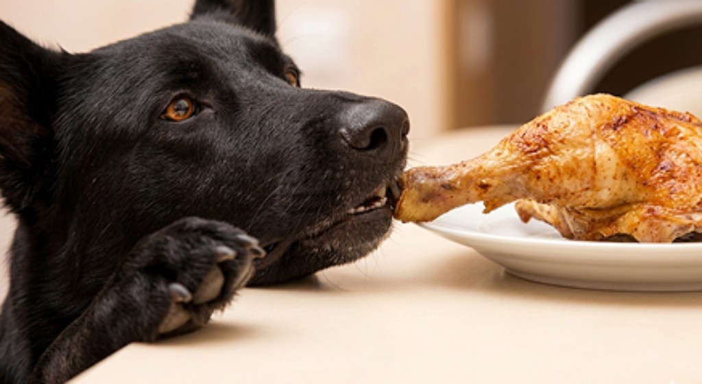 Perro frente a plato con alimento