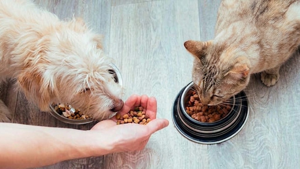 Perro y gato comiendo alimentos balanceados