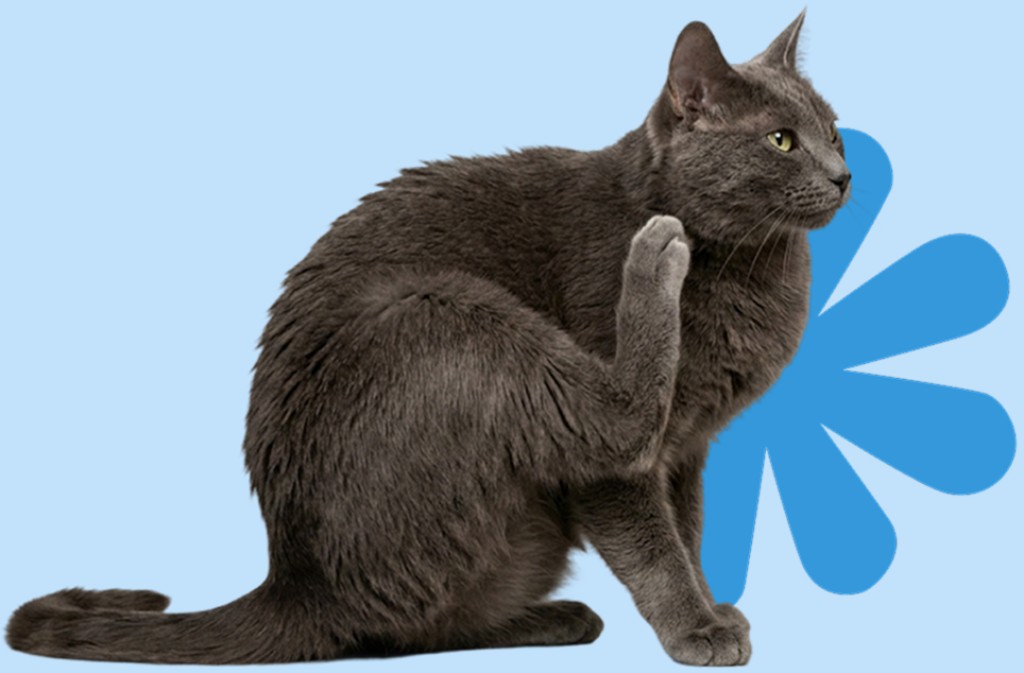 Gato rasc&aacute;ndose con adorno de flor/huella azul
