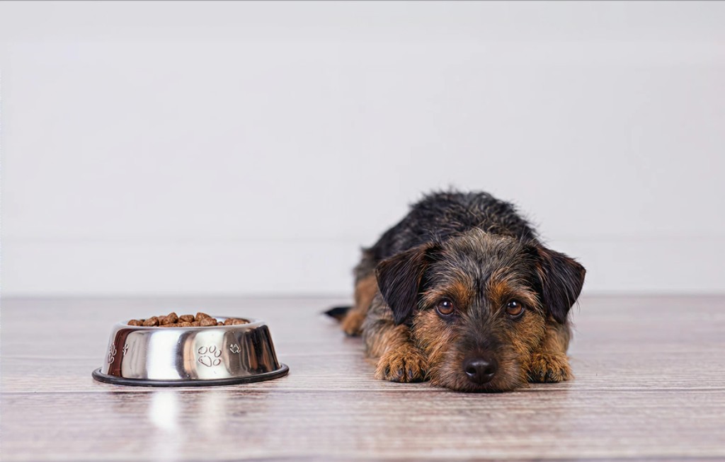 Perro recostado frente a su plato de comida