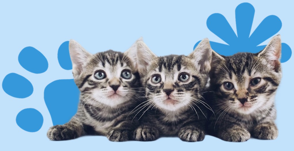 3 gatitos con fondo celeste y huella