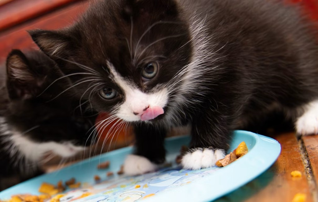 gatito comiendo