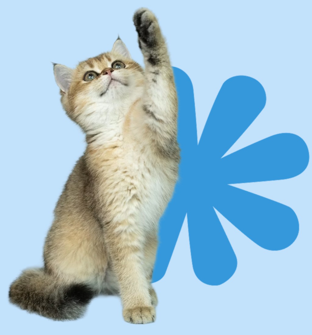 gato estirando su pata hacia arriba