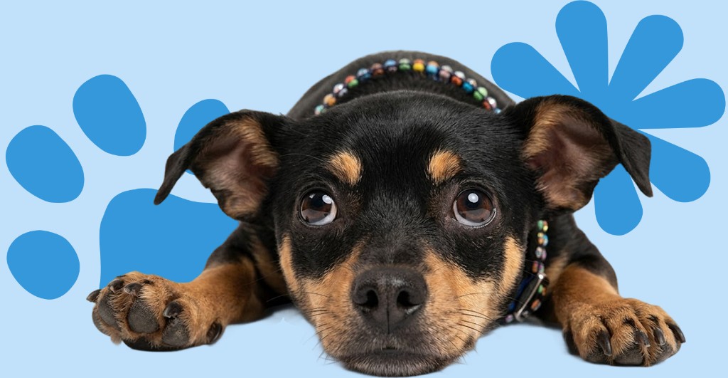 Perrito sobre fondo de huella azul