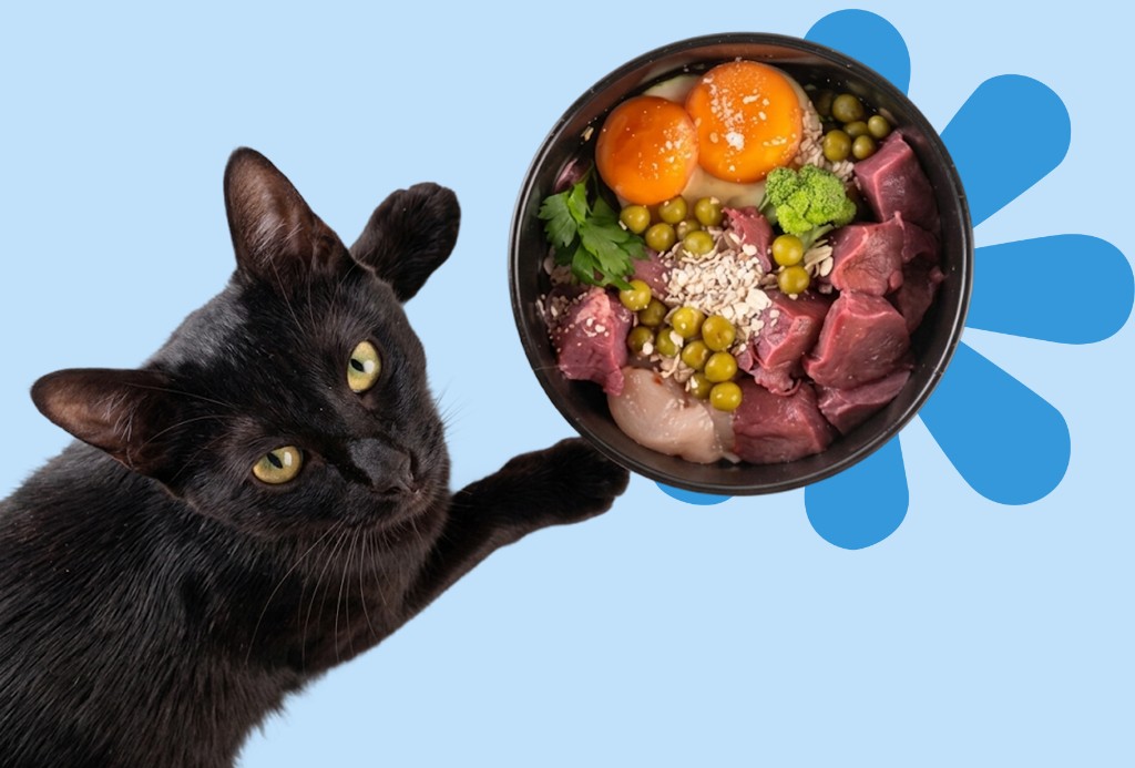 Gato negro junto a su plato de comida