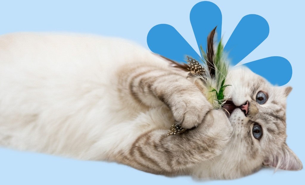 Gato blanco acostado con juguete de pluma