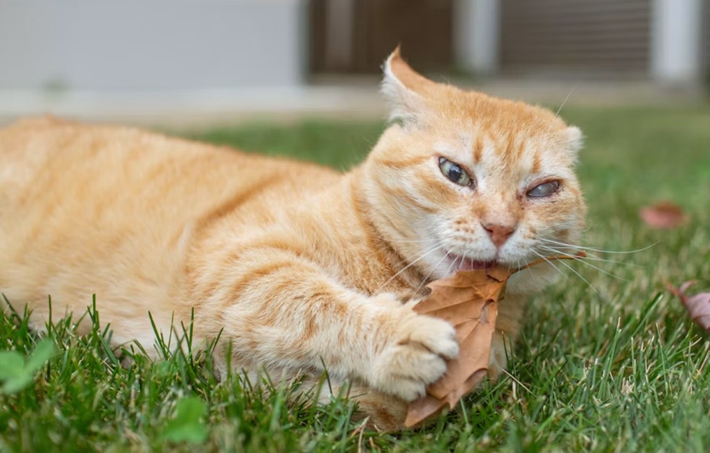 Gato blanco mordiendo una hoja seca