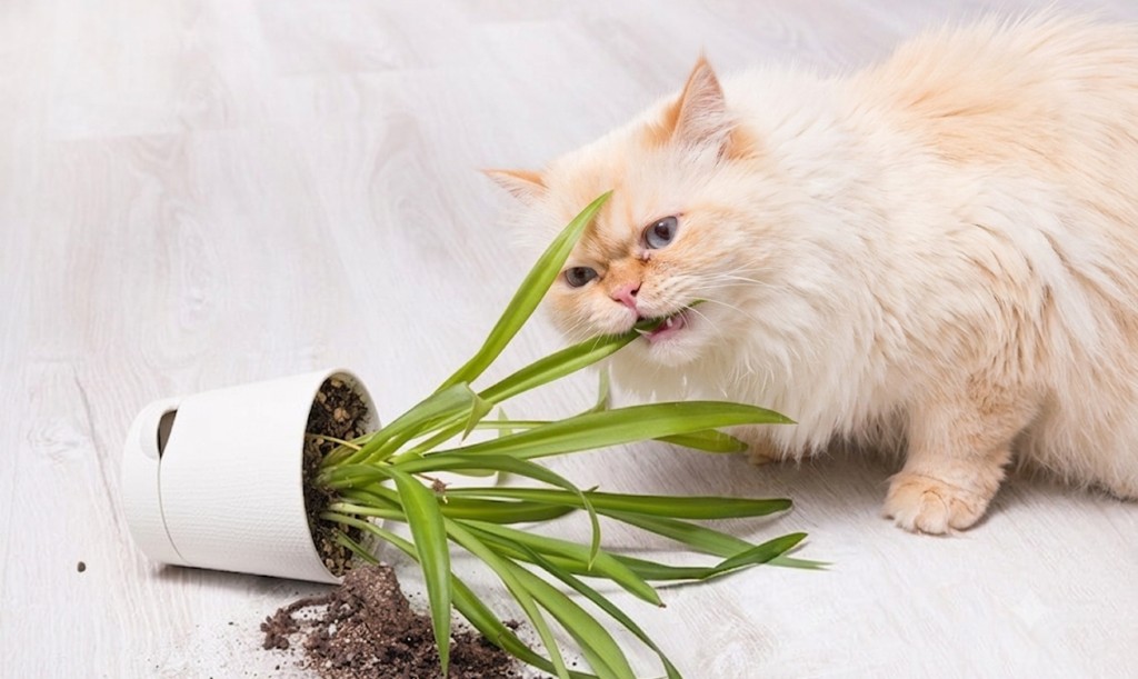 Gato mordiendo una planta en maceta