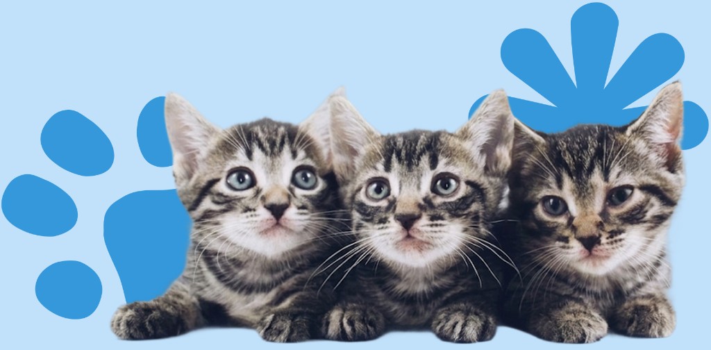 Gatitos con huella azul