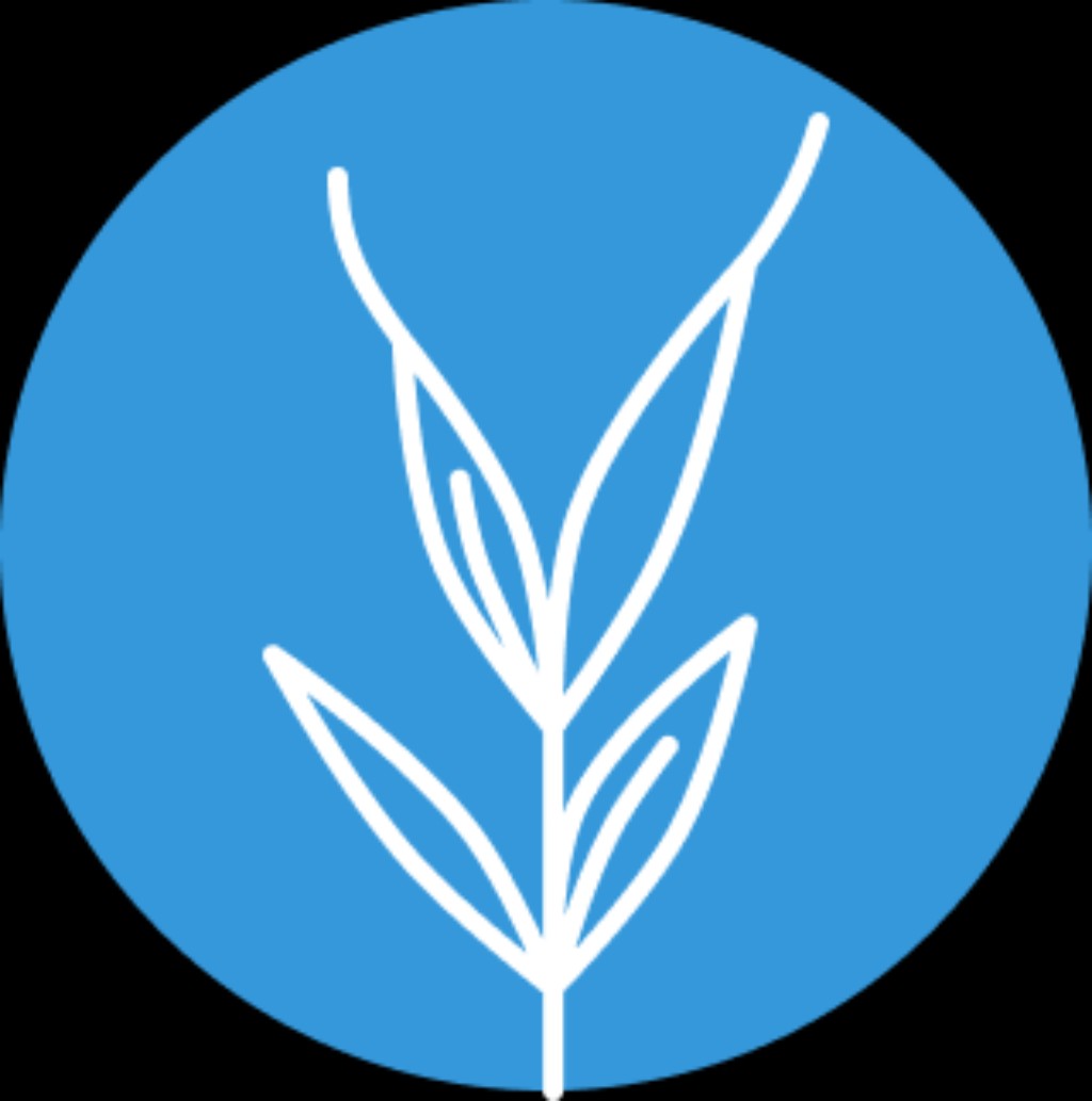 Festuca