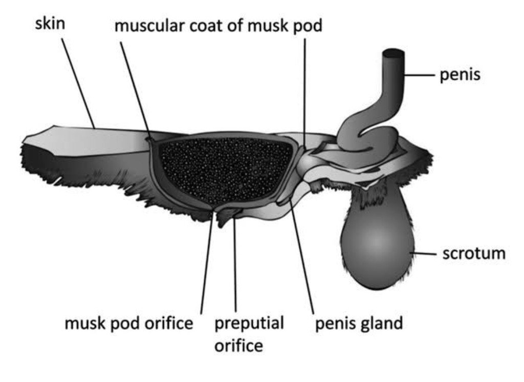 Musk pod situado entre o umbigo e o órgão sexual (região pélvica) do cervo-almiscareiro