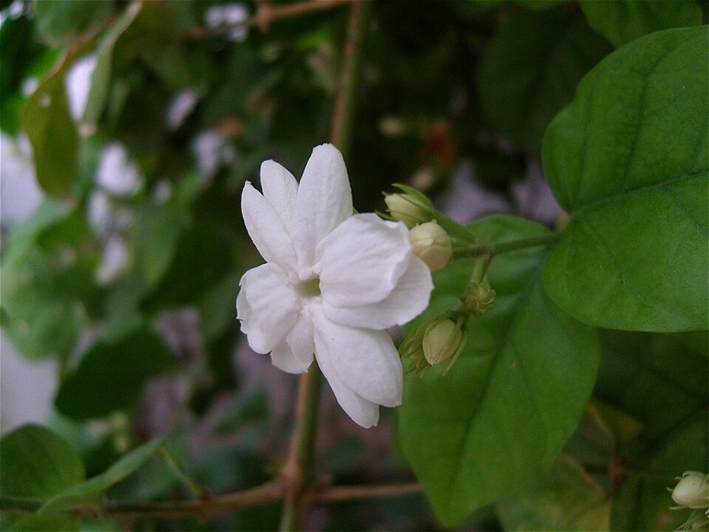 Jasmim Sambac