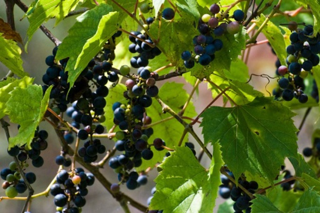 Vitis riparia, una de las especies de vid con origen americano.