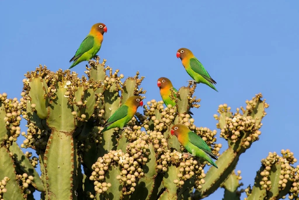 forrajeo-natural-psitacidos