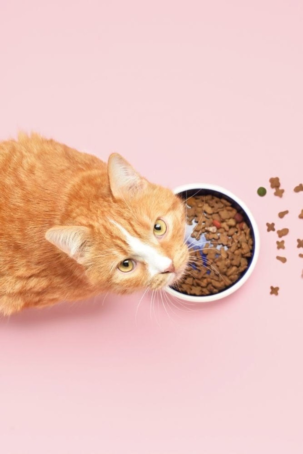 Por que Pets que comem ração Super Premium precisam comer menos?