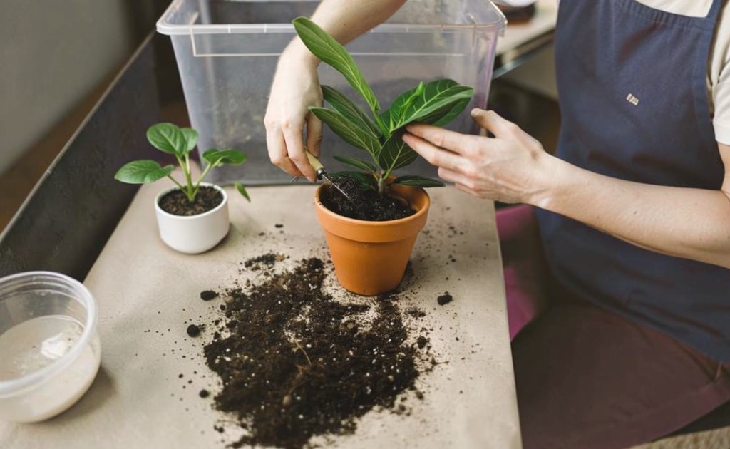Guía rápida: qué sustrato usar según el tipo de planta o árbol