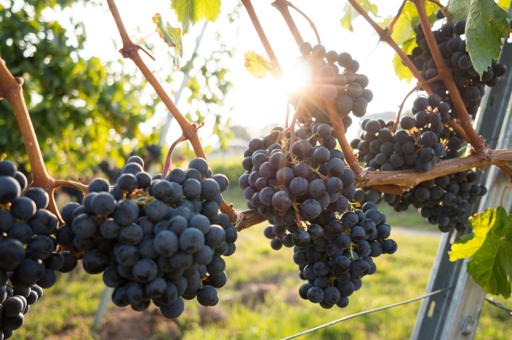 Foto de uvas en el vi&ntilde;edo