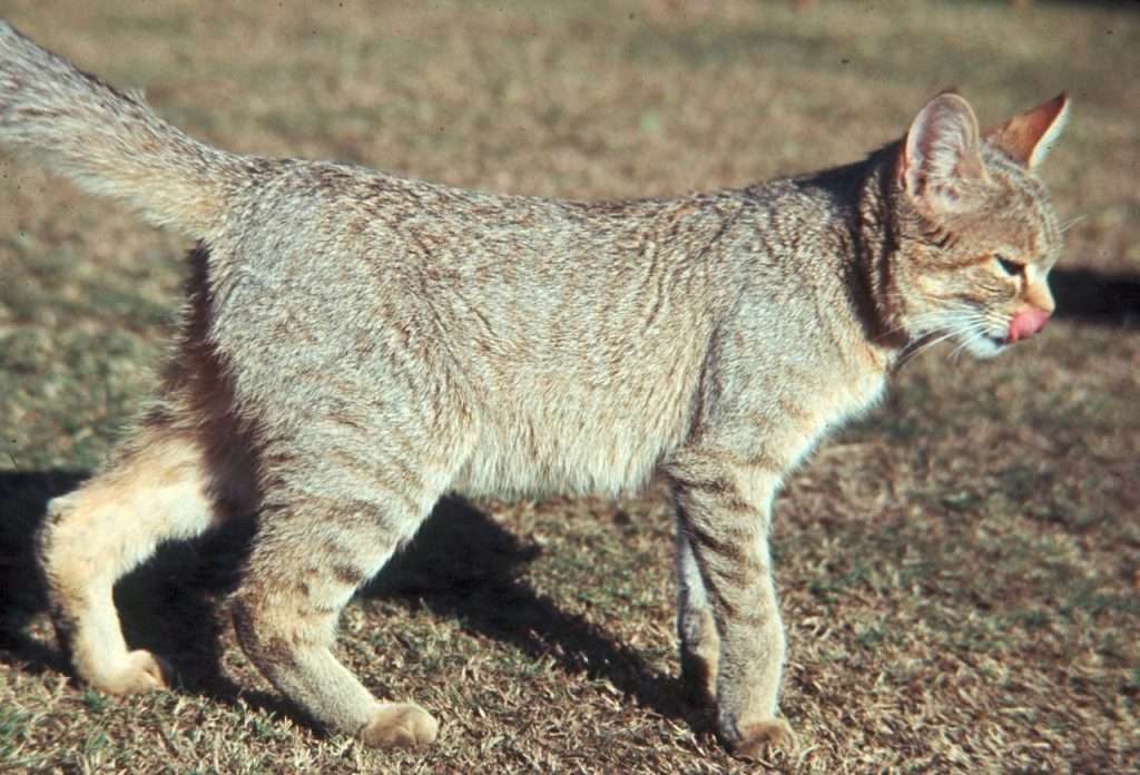 Felis lybica, el gato salvaje africano