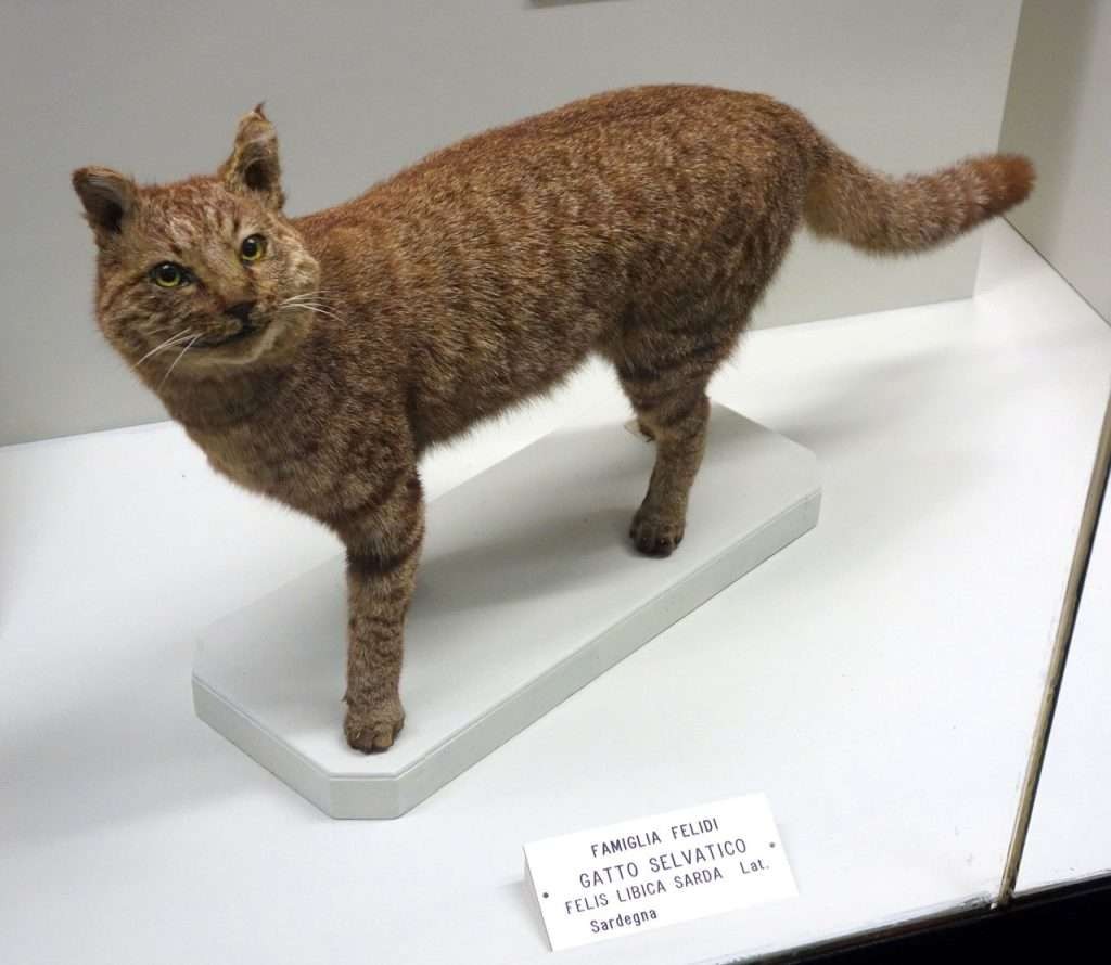 Esp&eacute;cimen de Felis lybica