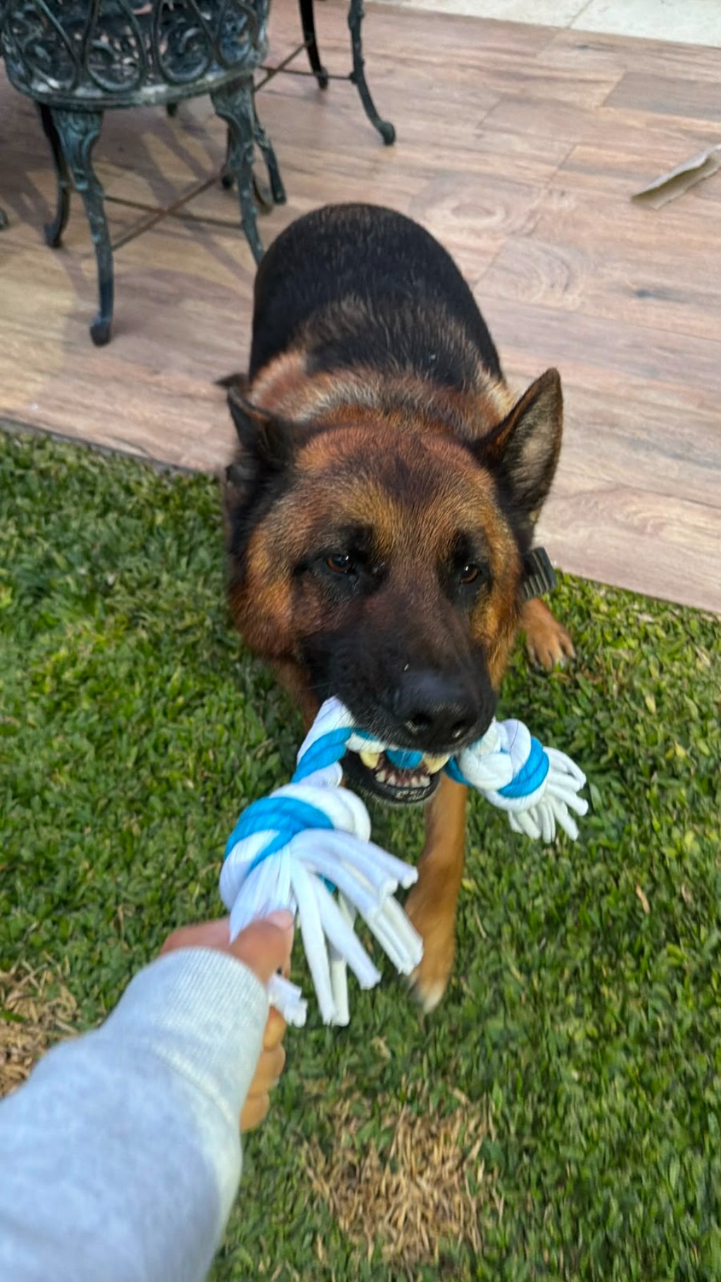 Perro jugando con juguete interactivo