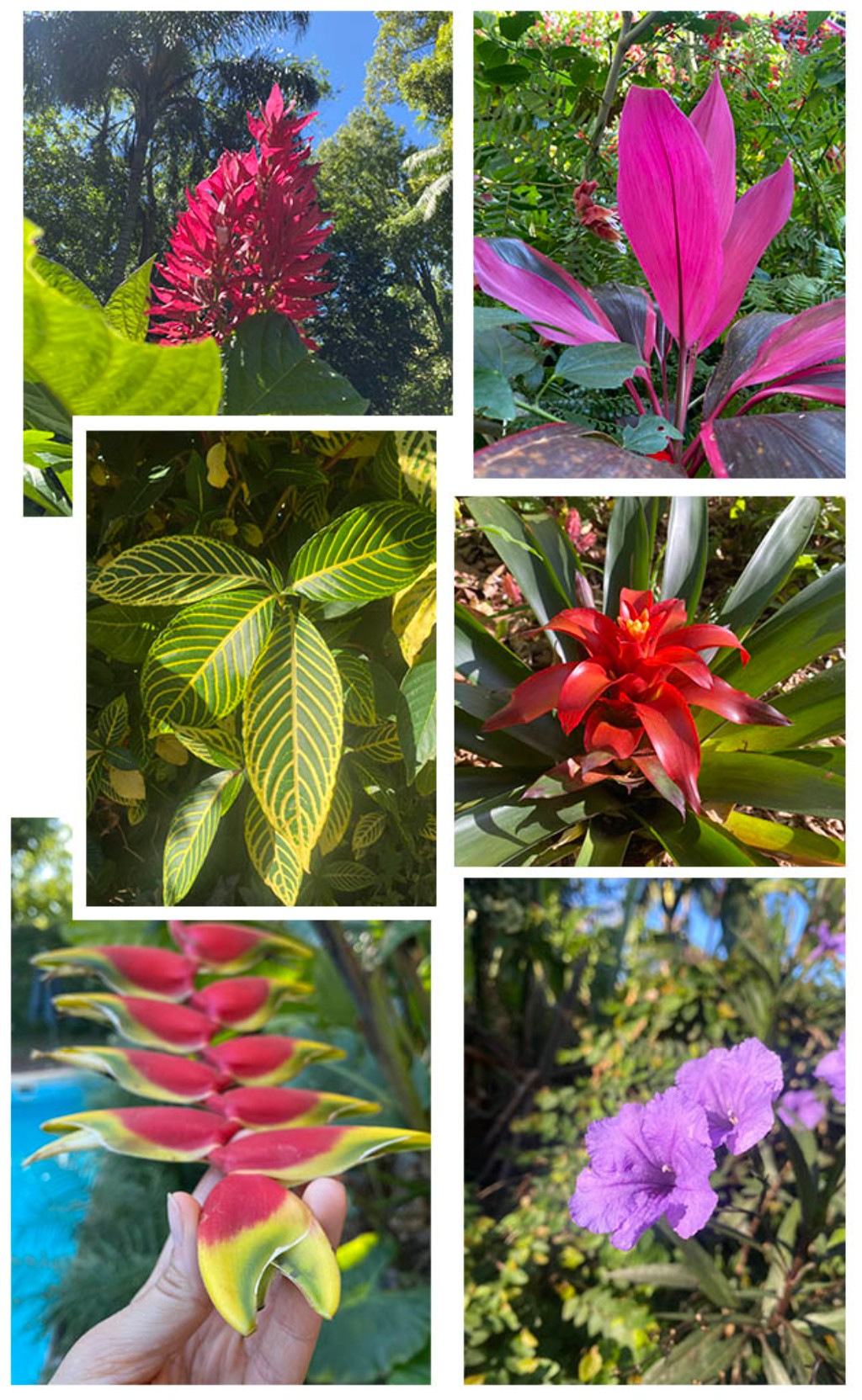 Mosaico de fotograf&iacute;as vibrantes de la flora ex&oacute;tica de la selva de Misiones, Argentina, mostrando heliconias rojas y amarillas, bromelias, plantas cebra, cordylines rosa y flores p&uacute;rpuras.