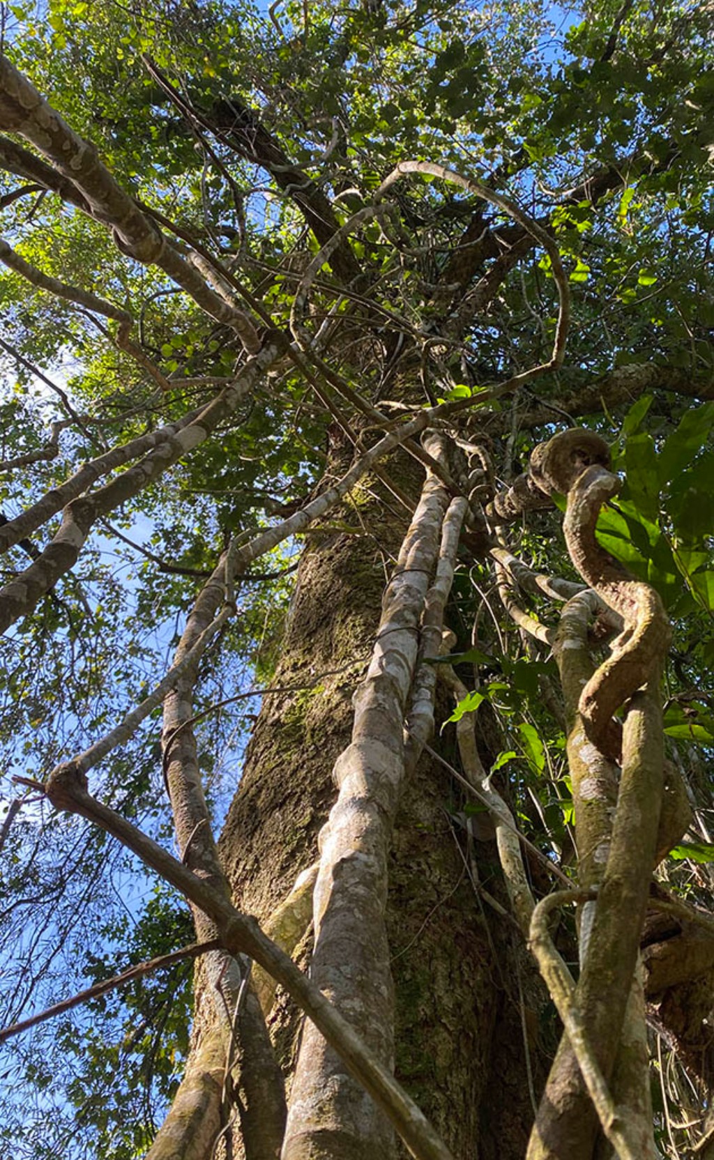 Fotograf&iacute;a en contrapicado (bajo &aacute;ngulo) que muestra la intrincada red de gruesas lianas le&ntilde;osas retorcidas elev&aacute;ndose desde el suelo hacia el dosel verde de la selva de Misiones, Argentina, contra un cielo azul claro, destacando la biodiversidad y las texturas naturales del entorno forestal.