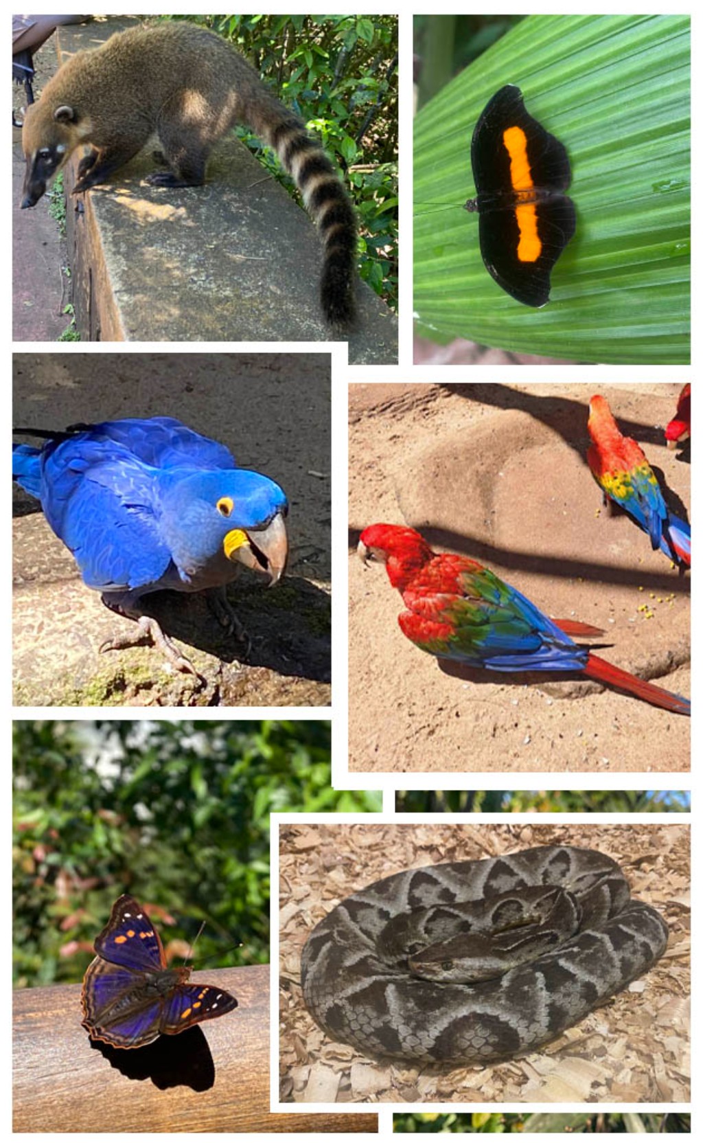 Mosaico fotogr&aacute;fico de la fauna aut&oacute;ctona de la selva de Misiones, Argentina, que muestra en detalle un coat&iacute; de cola anillada, un guacamayo azul, dos guacamayos rojos, dos coloridas mariposas de la selva y una serpiente nativa enroscada.