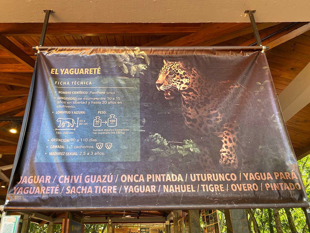 Cartel informativo con la ficha t&eacute;cnica del yaguaret&eacute; en un parque nacional de Misiones, detallando su nombre cient&iacute;fico, longevidad, peso, gestaci&oacute;n y sus nombres nativos como chiv&iacute; guaz&uacute; y uturunco.