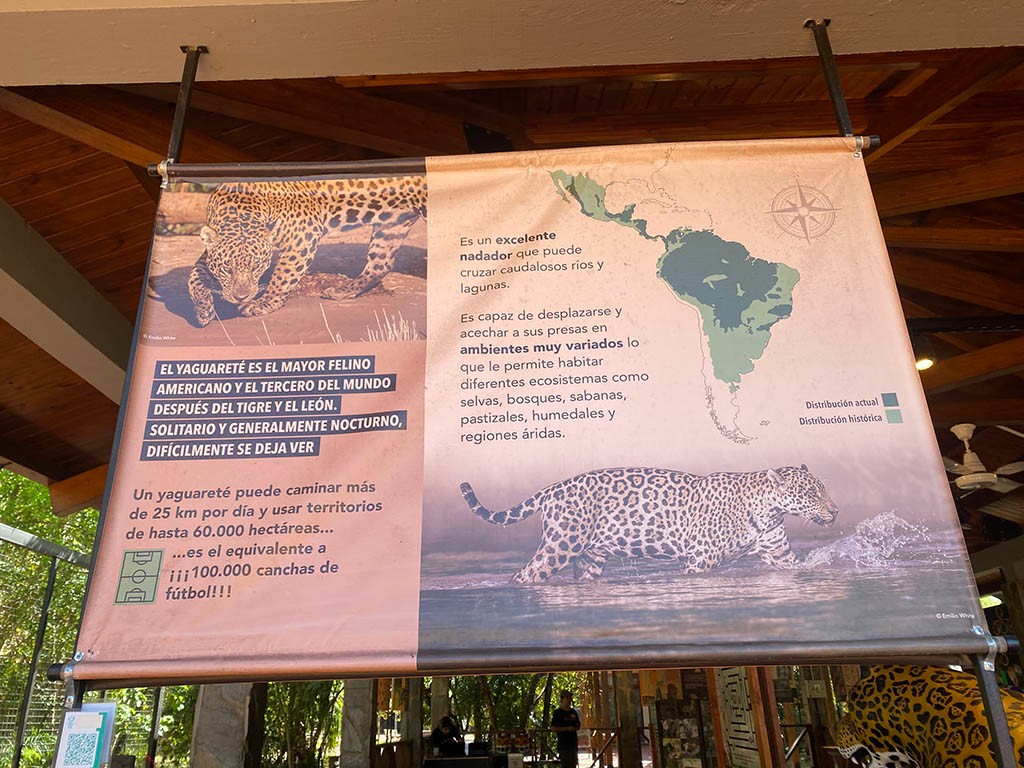 Panel educativo sobre los h&aacute;bitos del yaguaret&eacute;, destacando su habilidad como nadador, su naturaleza solitaria y su gran territorio de caza equivalente a cien mil canchas de f&uacute;tbol