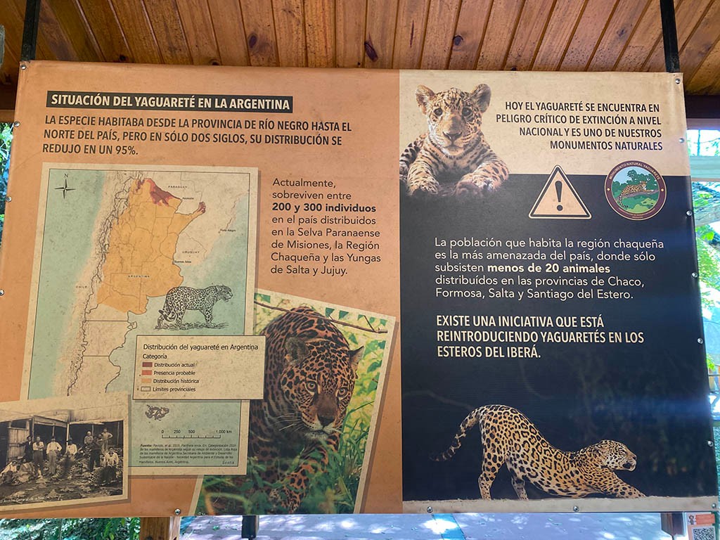 Cartel educativo sobre la situaci&oacute;n cr&iacute;tica del yaguaret&eacute; en Argentina, mostrando un mapa de distribuci&oacute;n hist&oacute;rica y actual, y mencionando los proyectos de reintroducci&oacute;n en los Esteros del Iber&aacute;