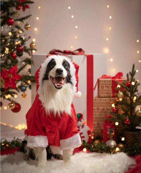 Ideias para ensaio de Natal em família em casa: O melhor amigo do Papai Noel