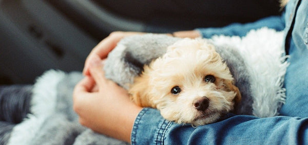 As 8 melhores raças de cachorro para crianças - poodle