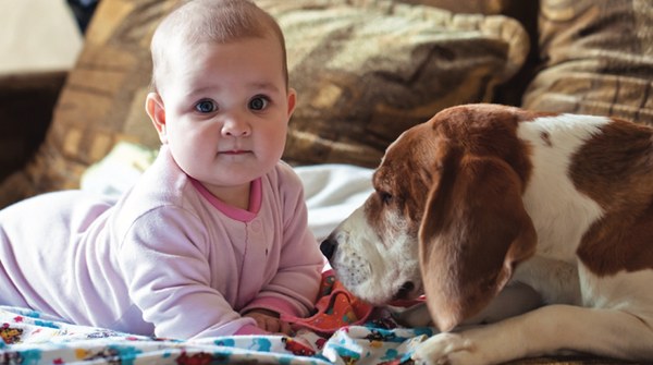 As 8 melhores raças de cachorro para crianças - beagle