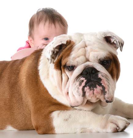 elhores raças de cachorro para crianças - bulldog