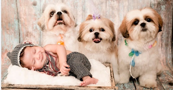 melhores raças de cachorro para crianças - shitzu