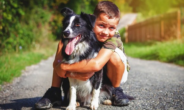 melhores raças de cachorro para crianças - border collie