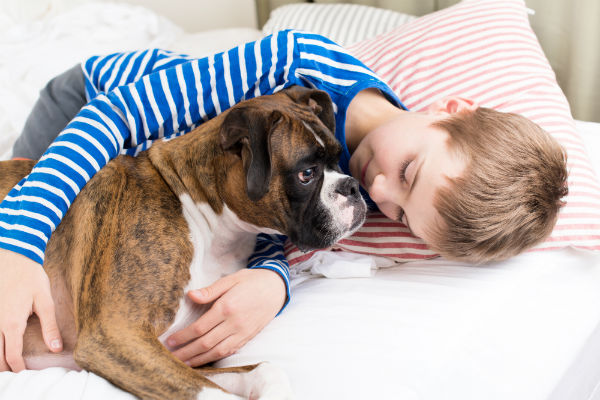 melhores raças de cachorro para crianças - boxer
