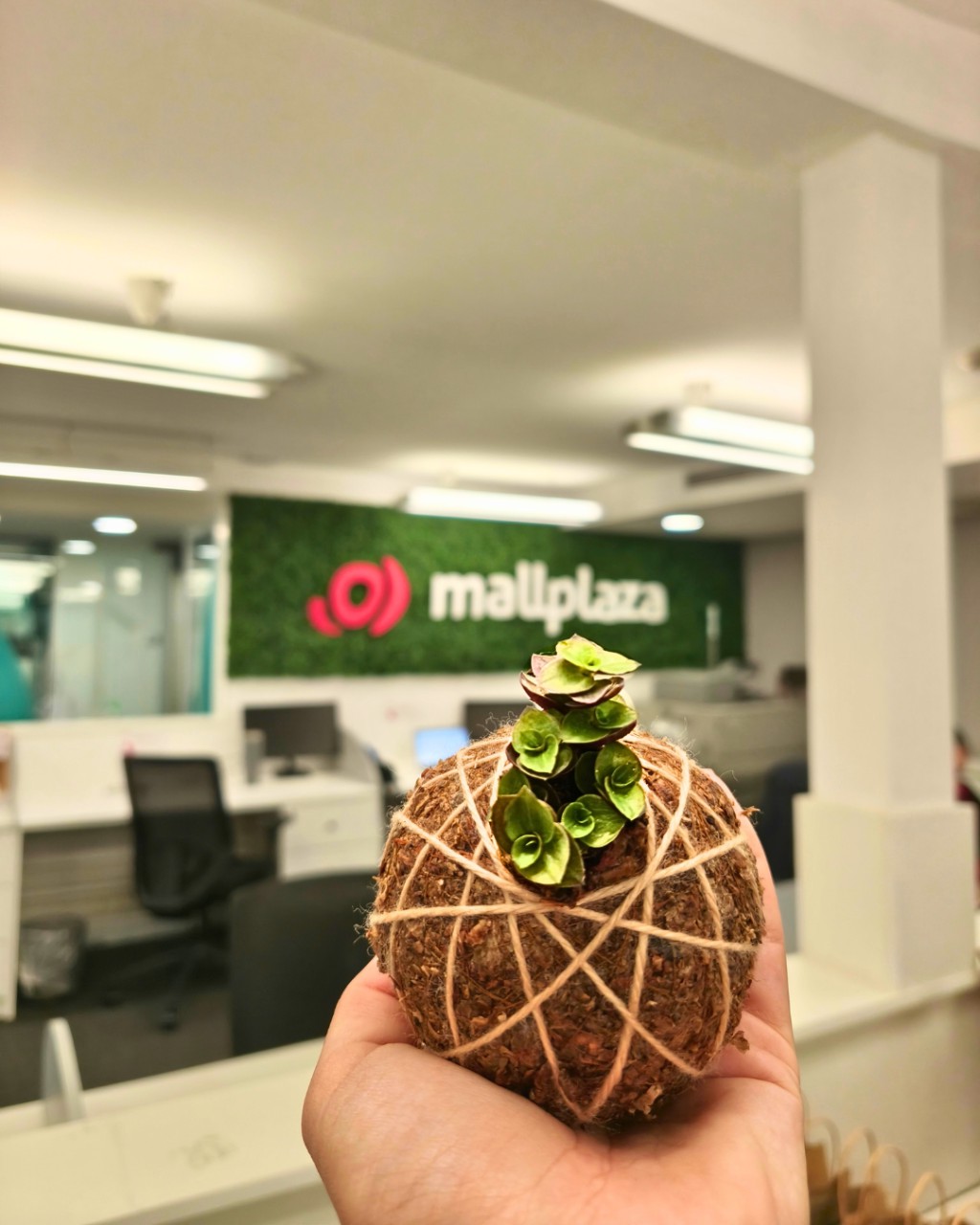 Kokedama corporativo Planeta Musgo