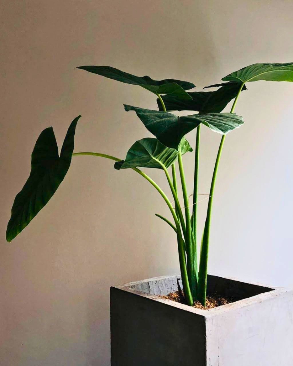 Planta macetero Planeta musgo