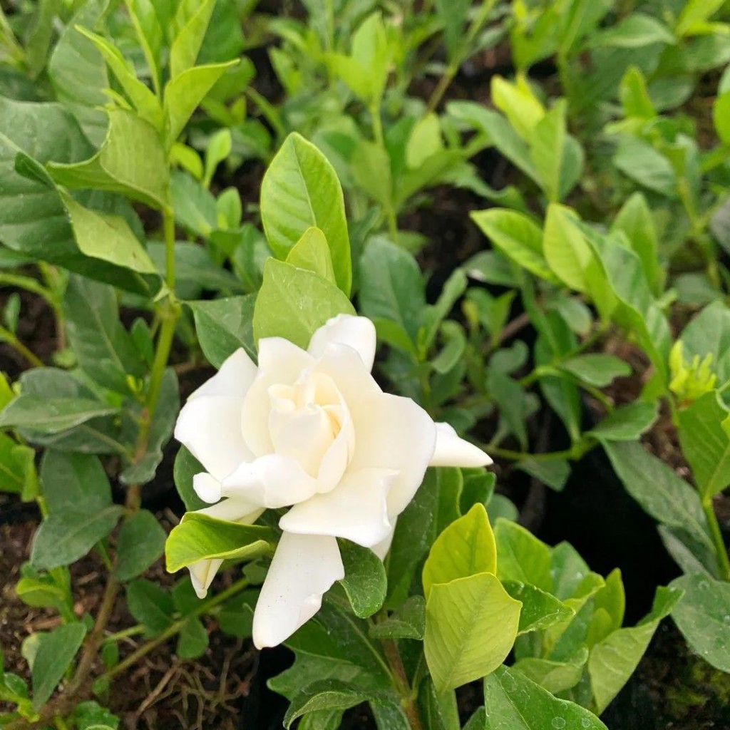 Flor de jazm&iacute;n del cabo