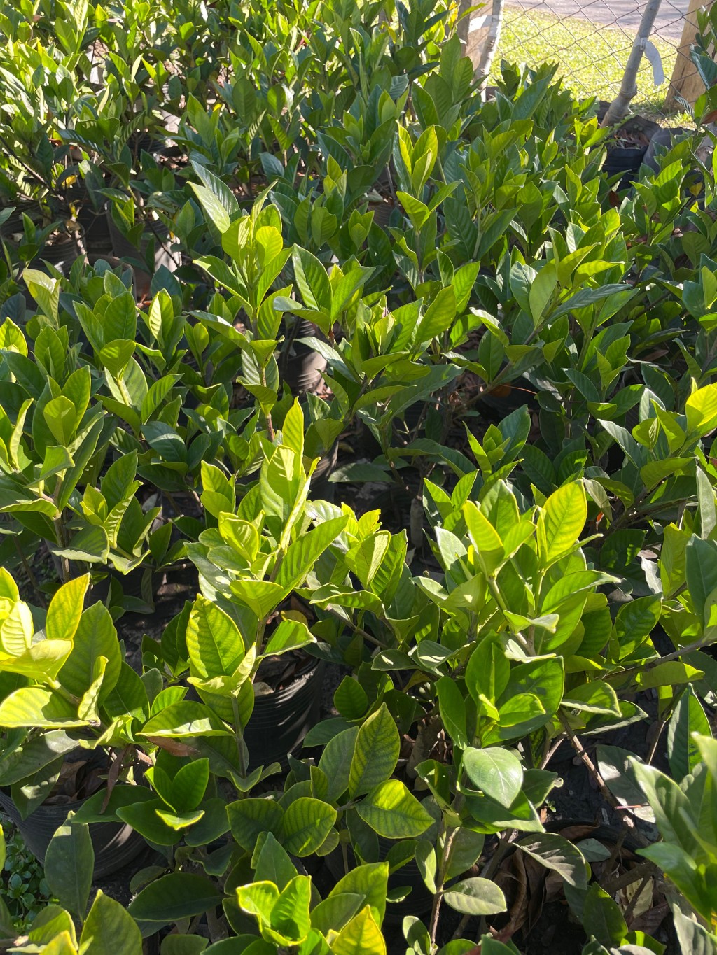 Plantas de jazm&iacute;n del cabo