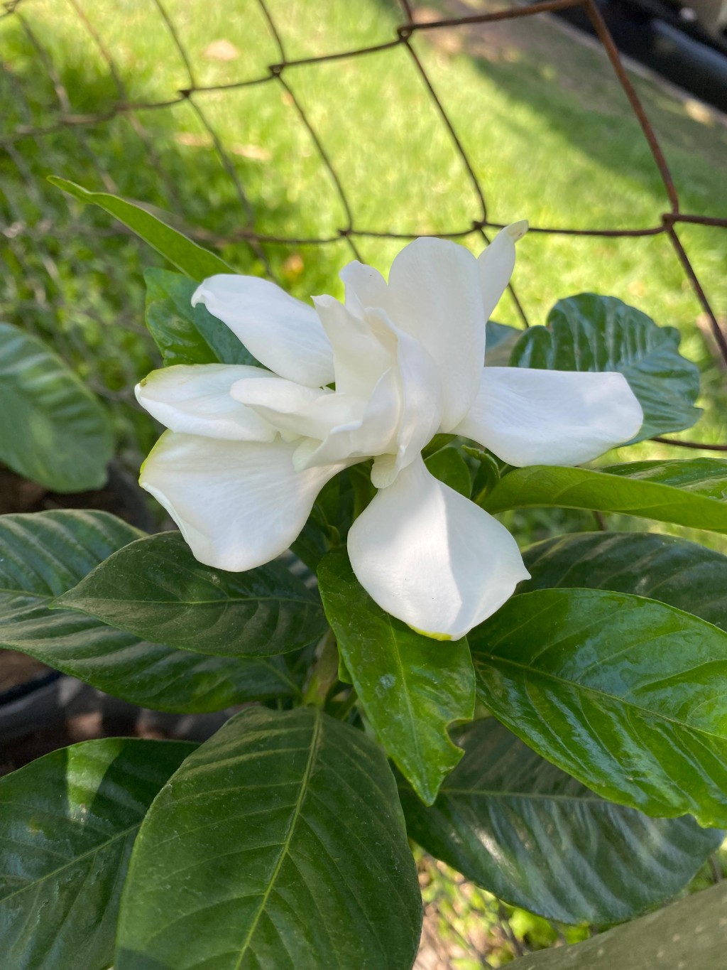Flor de jazmín del cabo