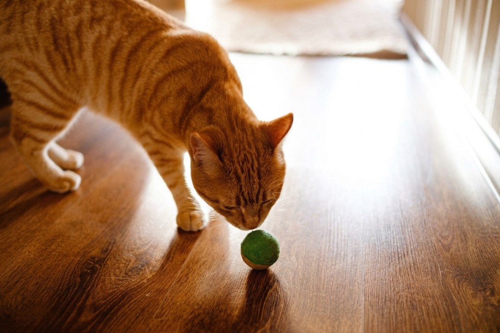 gato laranja cheirando uma bolinha